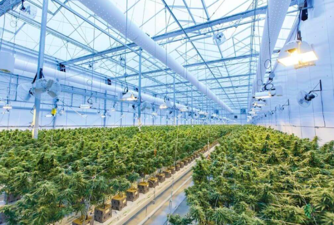 Advanced greenhouse for growing indoor cannabis